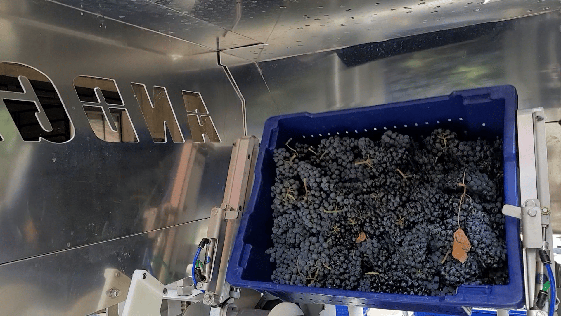 Inner Dumper Picture showing toted grapes about to fall